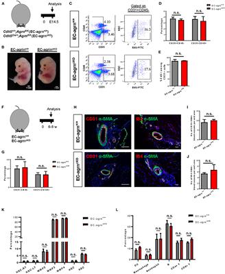 Endothelial Agrin Is Dispensable for Normal and Tumor Angiogenesis